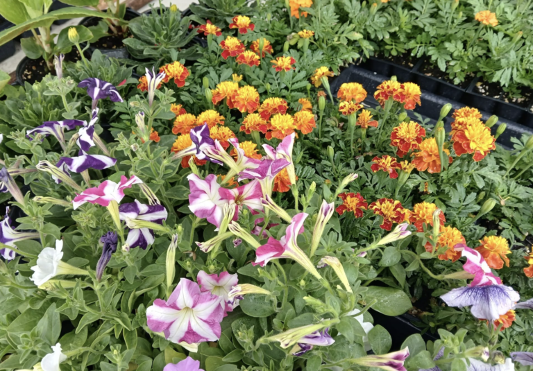Greenville Farmers Market