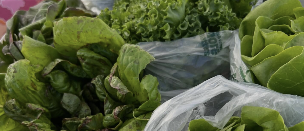 Suttons Bay Farmers Market